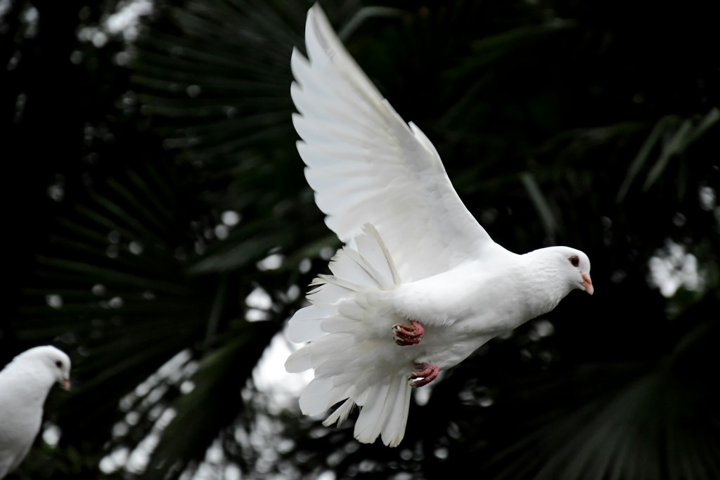 Doves