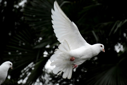 [DovesRelease] Doves